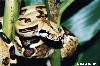 Boa Constrictor