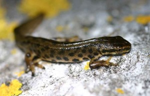 newt-300x191.jpg.77a8c3bc3351b34930fc637
