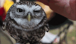 image.gif.55f9a02d1fa86781e8d17a0f6da9c7