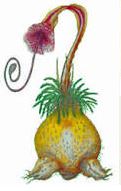Triffid.JPG