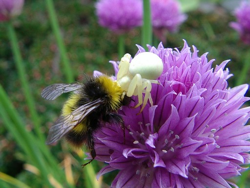 small bee.jpg