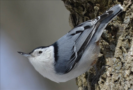 White-Breasted Nuthatch (425 x 287).png