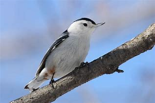 White-breasted Nutatch.png