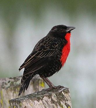 Red-breasted_blackbird.jpg