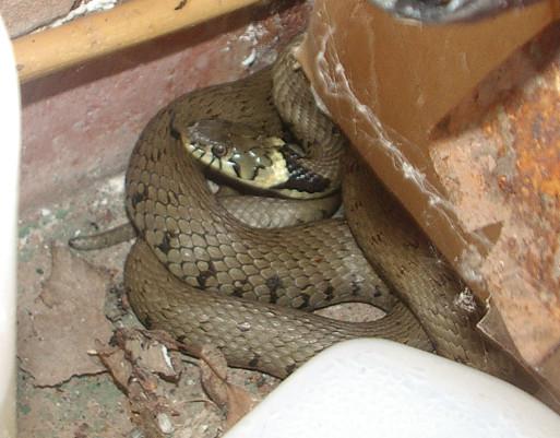 Snake.jpg