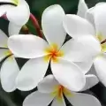 Yashvi_123456