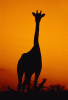 post-1-1048453323_thumb.gif