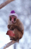 post-1-1048453374_thumb.gif