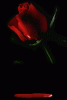 post-1-1059940765_thumb.gif