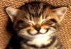 post-1-1064861770_thumb.jpg