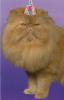 post-100-1113664939_thumb.jpg