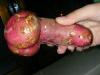 post-9486-0-19890000-1295577672_thumb.jp