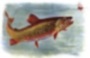 oldtrout