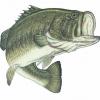 bassfisher6522