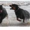 rottie2